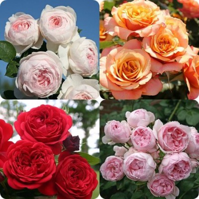 놓치면 후회! 독일장미🌹 솔직 후기 & 꿀팁 대방출!