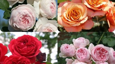 놓치면 후회! 독일장미🌹 솔직 후기 & 꿀팁 대방출!